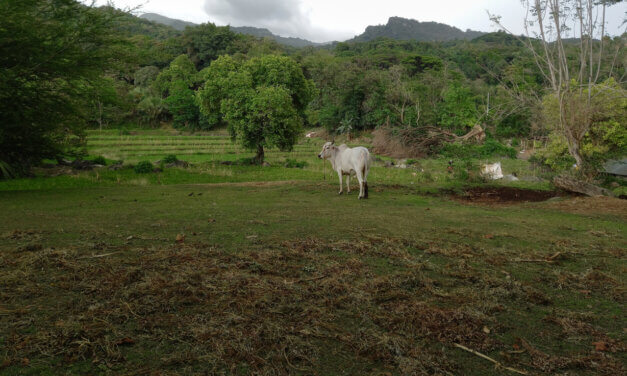 FILIPÍNY: ROSTOUCÍ MLÉČNÝ PRŮMYSL OTEVÍRÁ NOVÉ PŘÍLEŽITOSTI